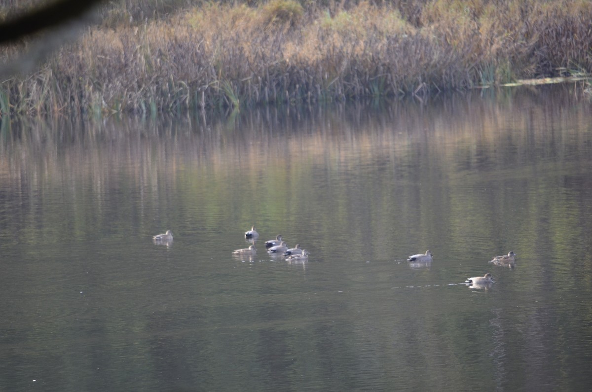 Gadwall - ML645052292