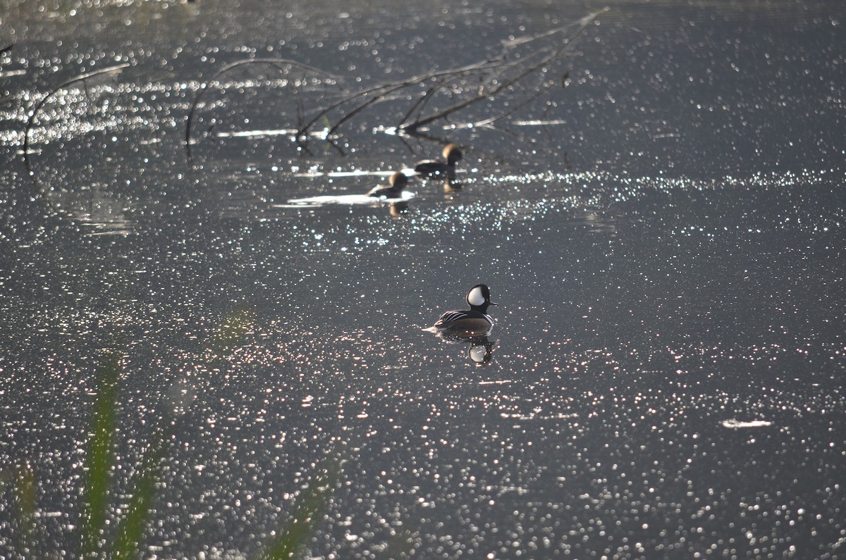 Hooded Merganser - ML645052297