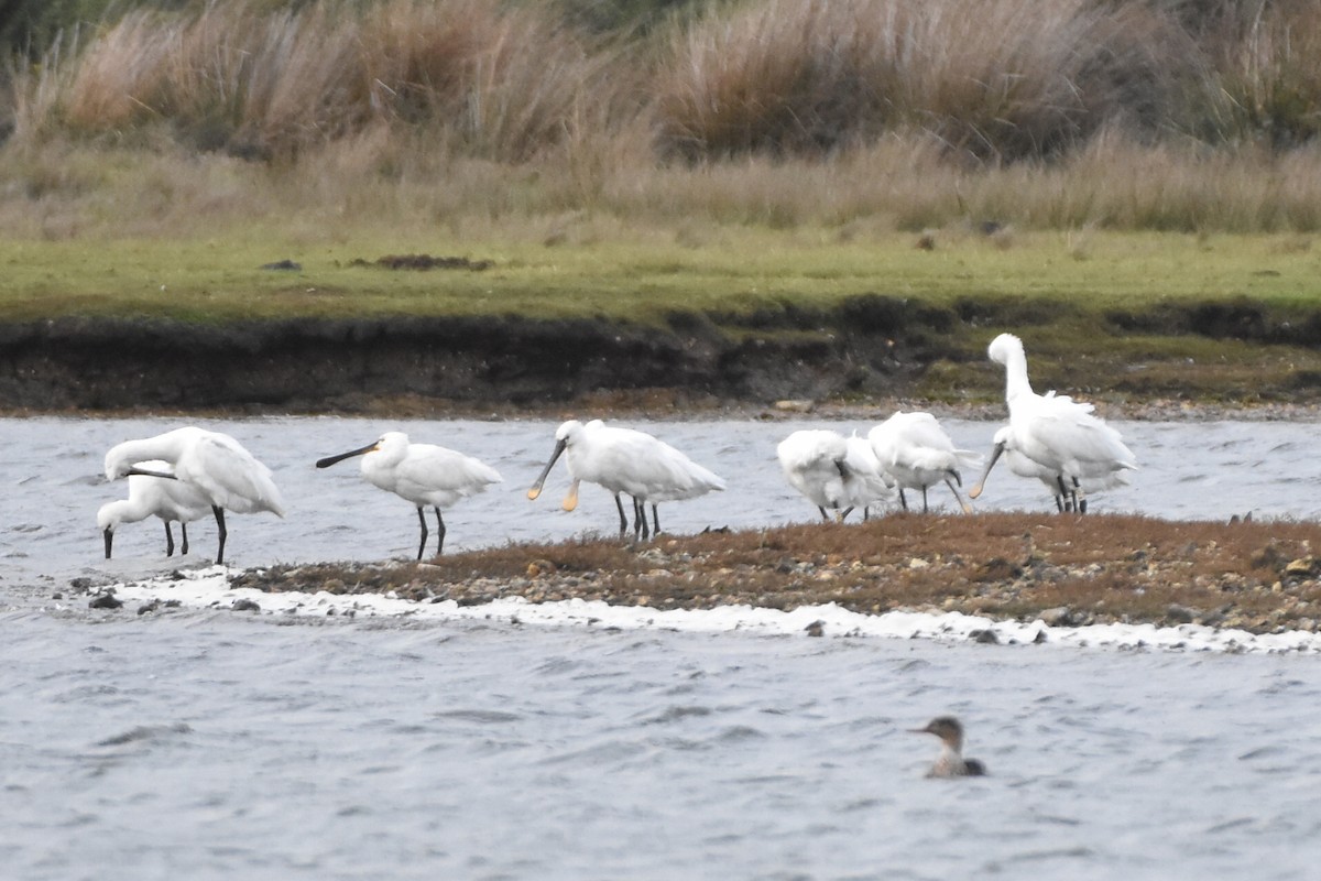 Eurasian Spoonbill - ML645052298