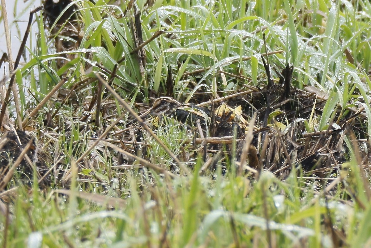 Jack Snipe - ML645052301