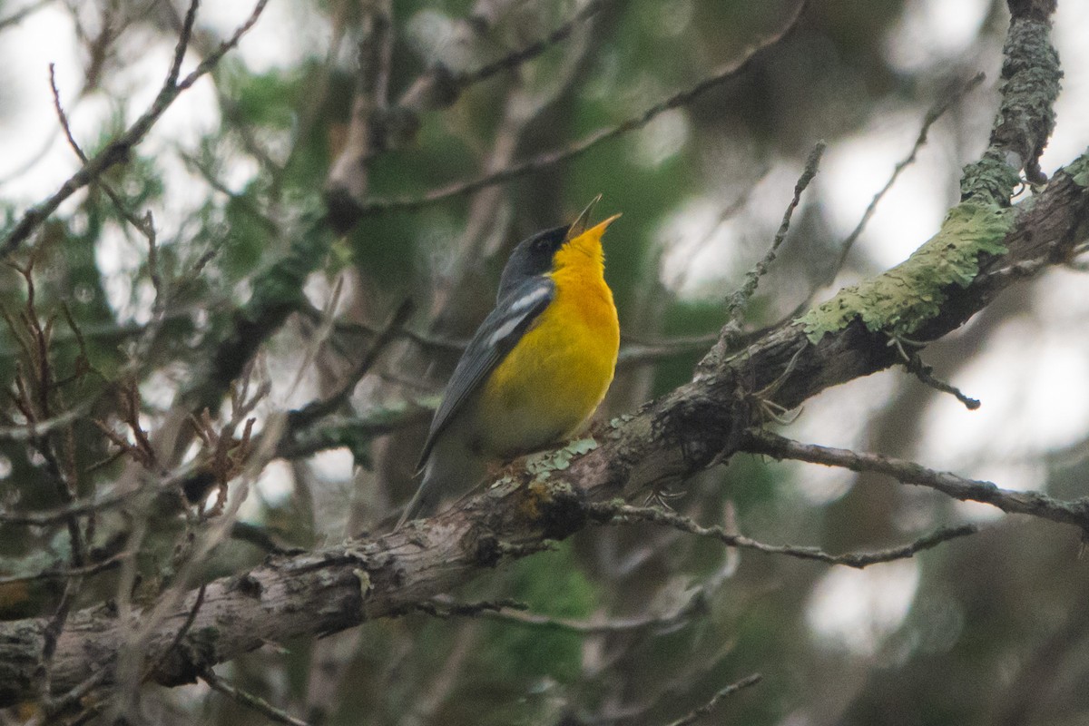 Tropical Parula - ML645052303