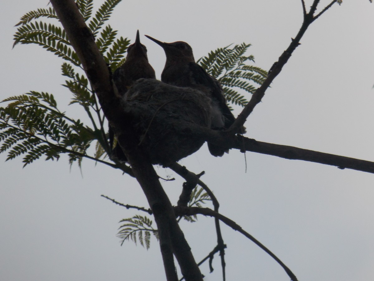 Giant Hummingbird - ML645052309