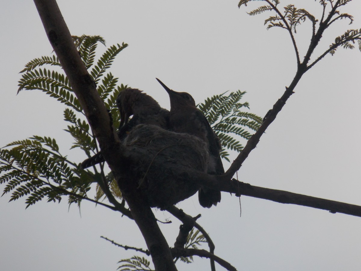 Giant Hummingbird - ML645052310