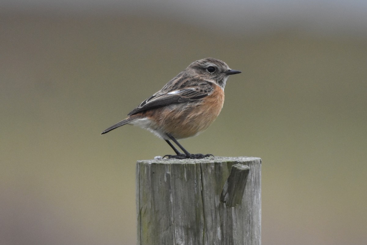 European Stonechat - ML645052318