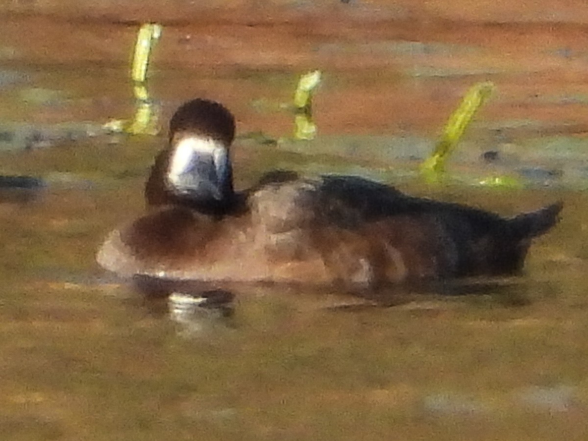 Fuligule milouinan - ML645052324