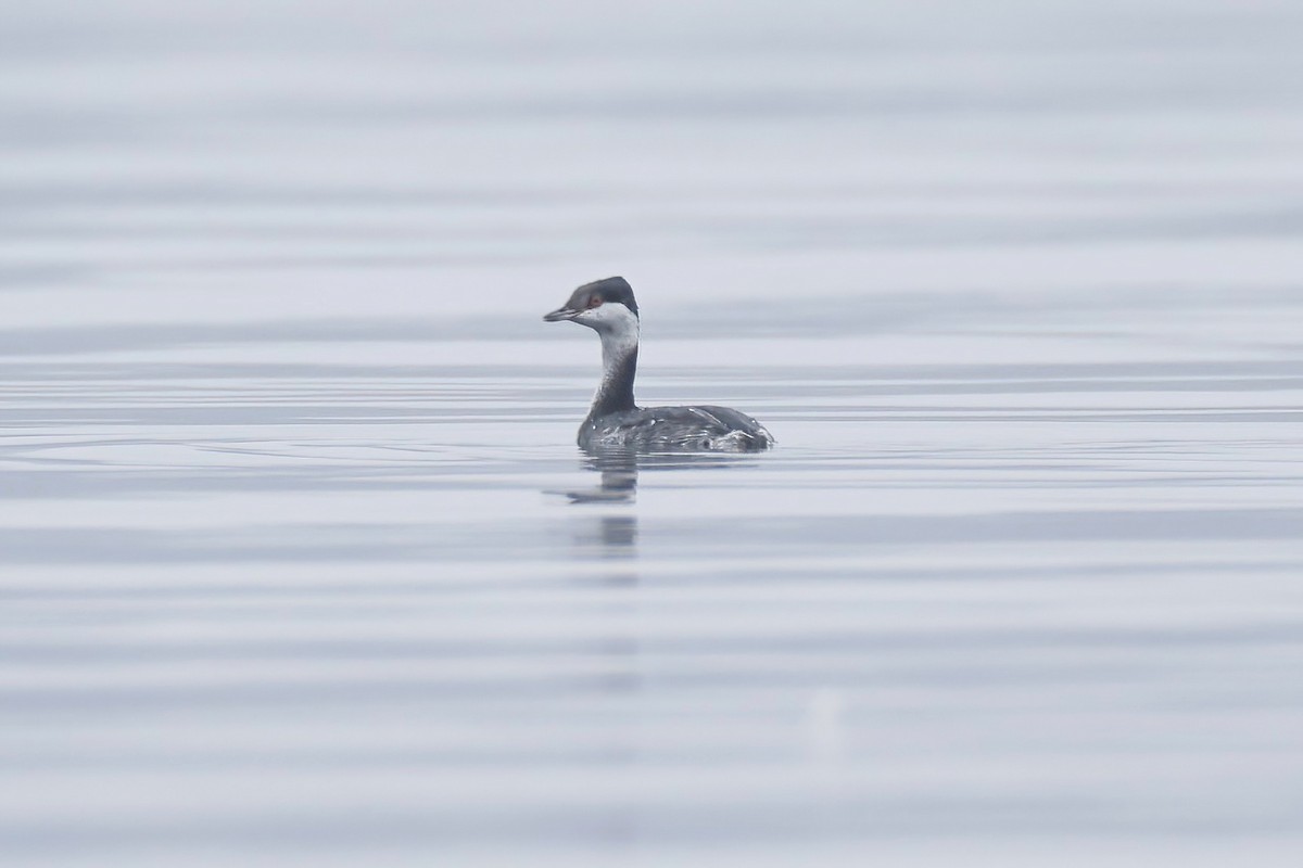 Horned Grebe - ML645052326