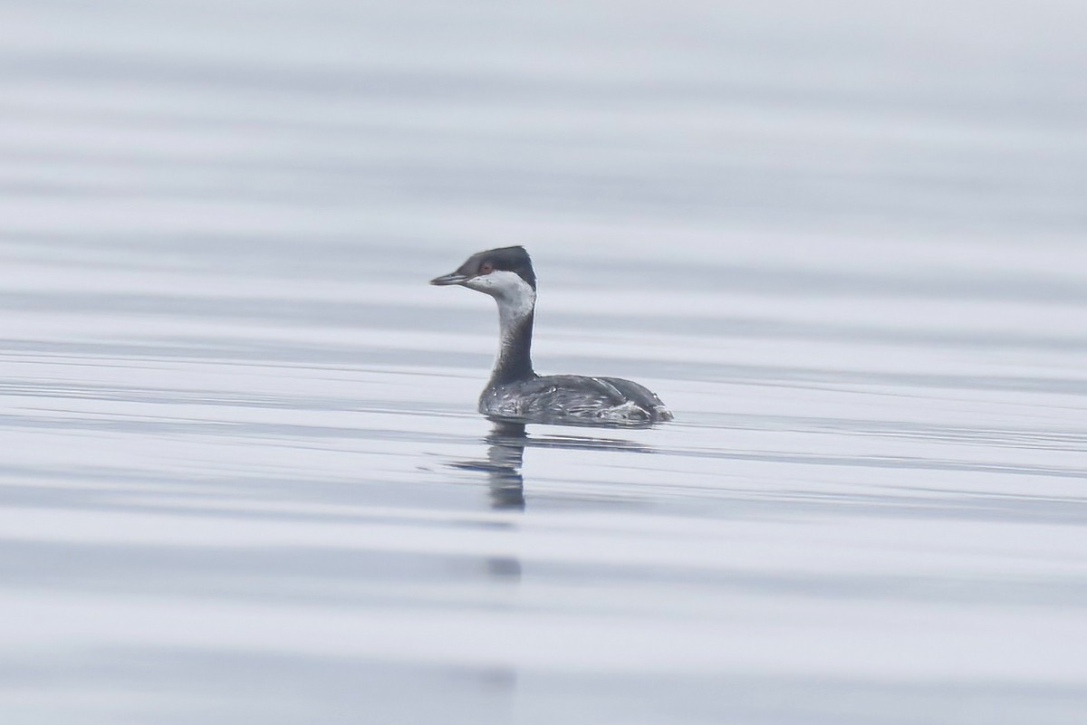 Horned Grebe - ML645052327