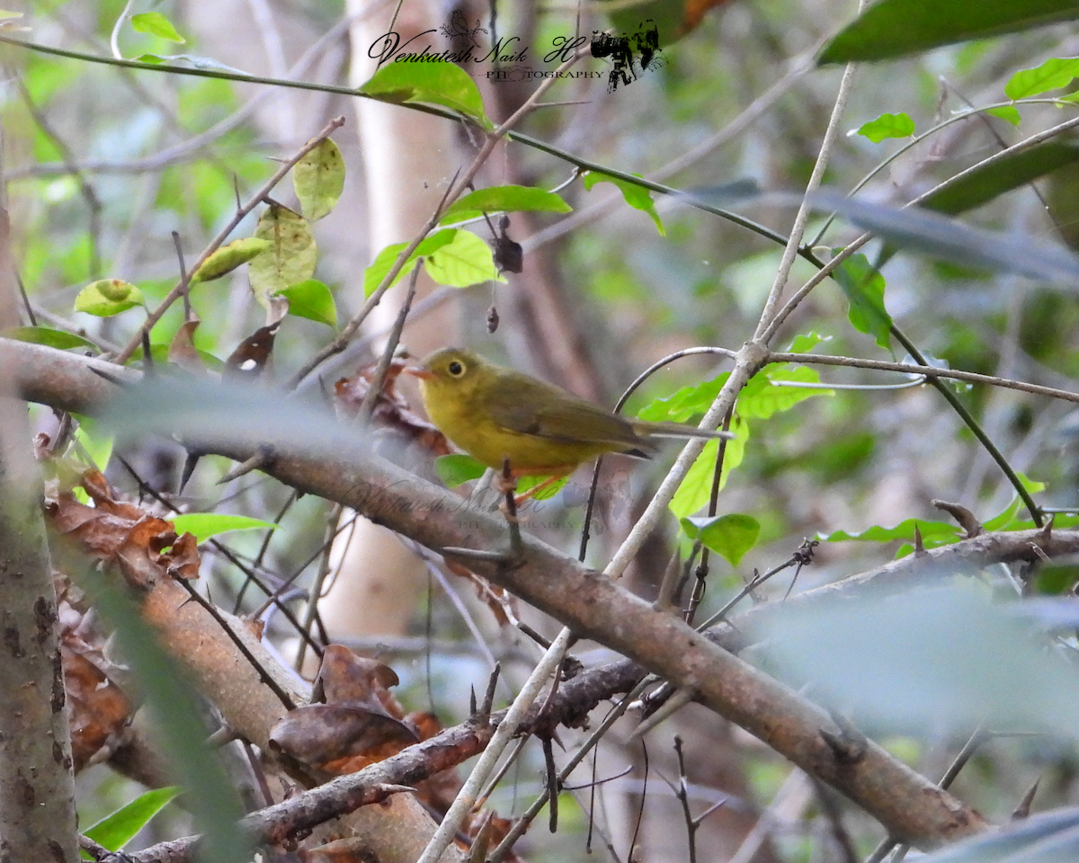 Whistler's Warbler - ML645052344