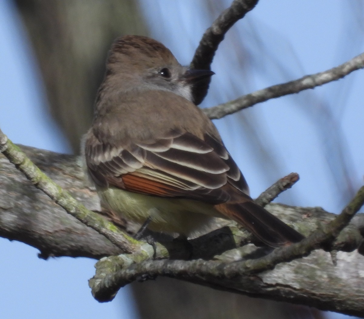 Ash-throated Flycatcher - ML645052356