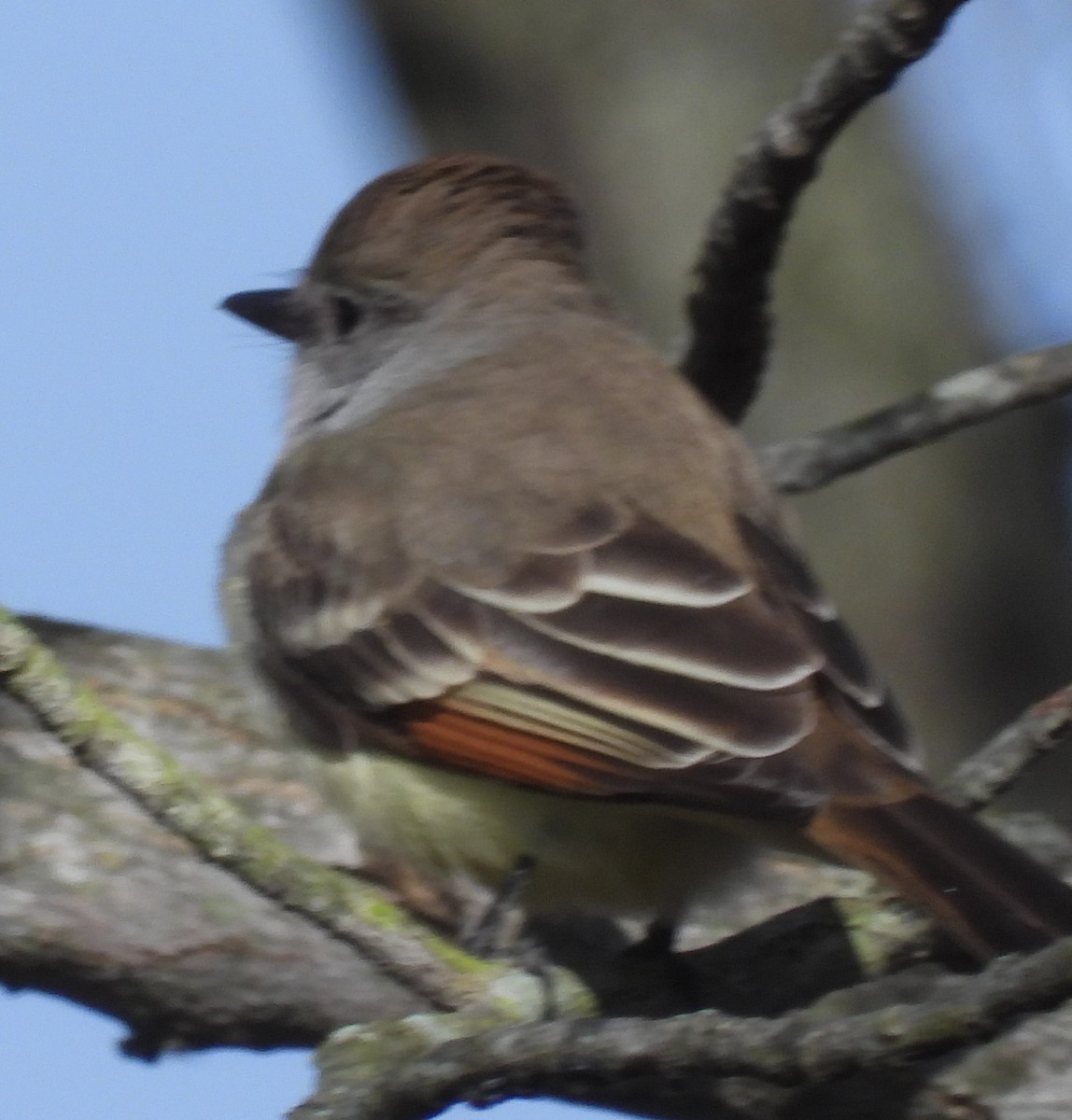 Ash-throated Flycatcher - ML645052357