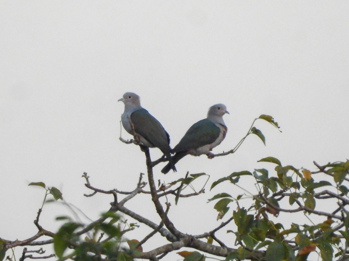 Green Imperial-Pigeon - ML645052370