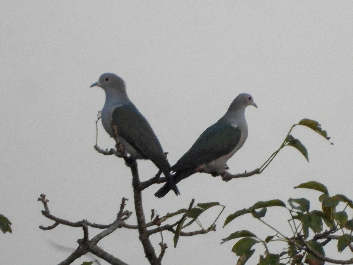 Green Imperial-Pigeon - ML645052371