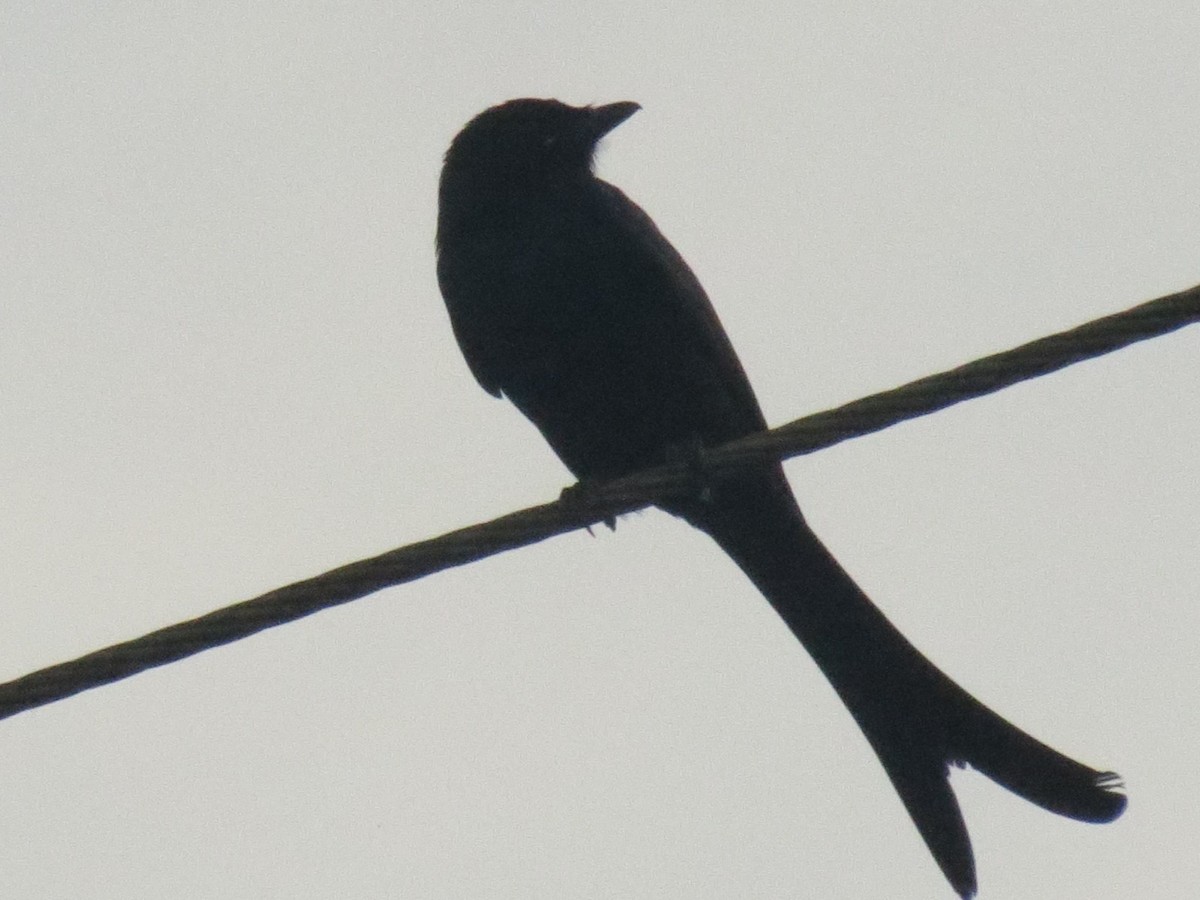 Black Drongo - ML645052377