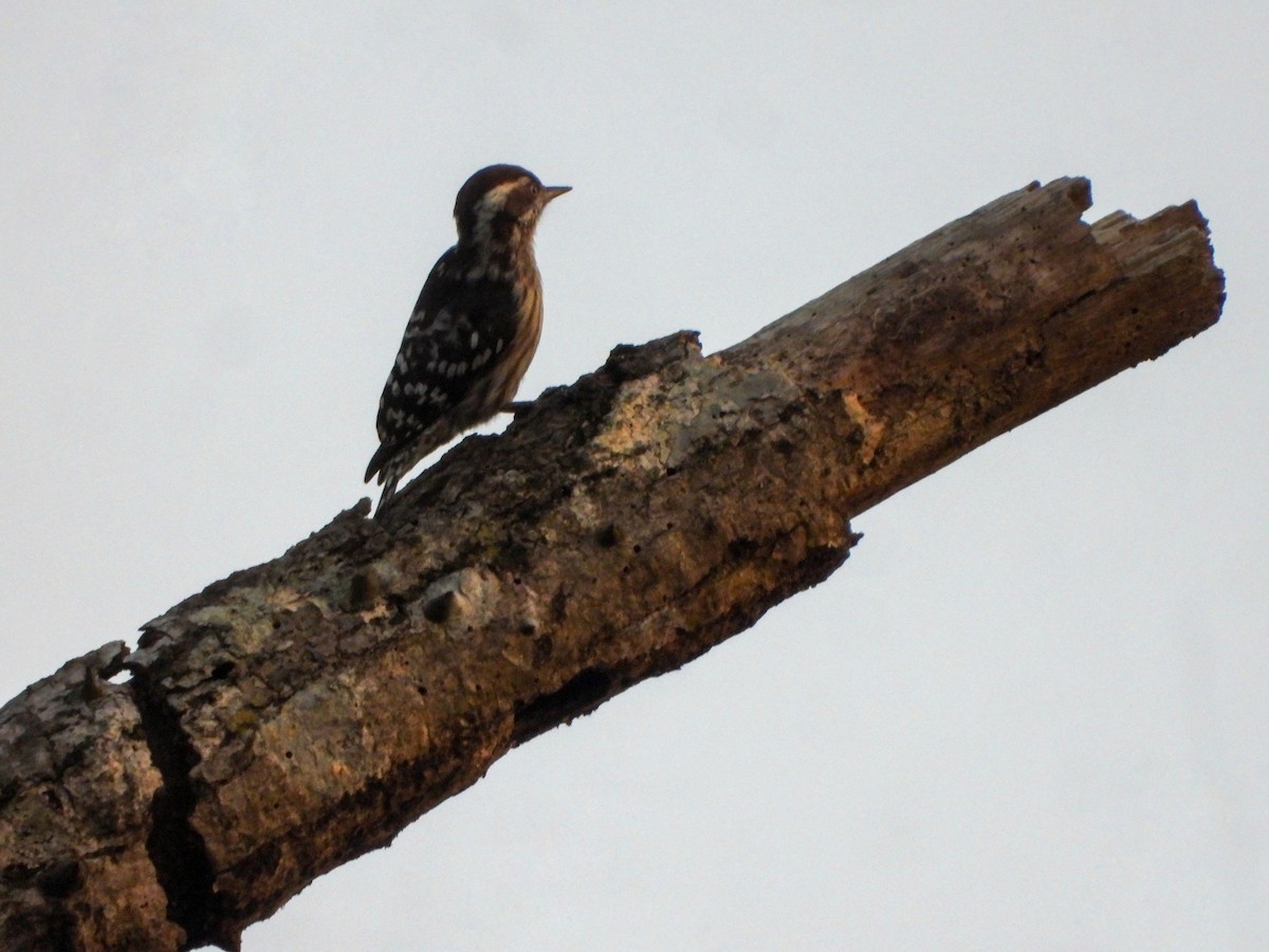 Brown-capped Pygmy Woodpecker - ML645052380