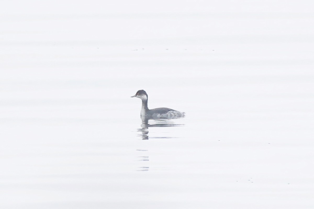 Eared Grebe - ML645052381