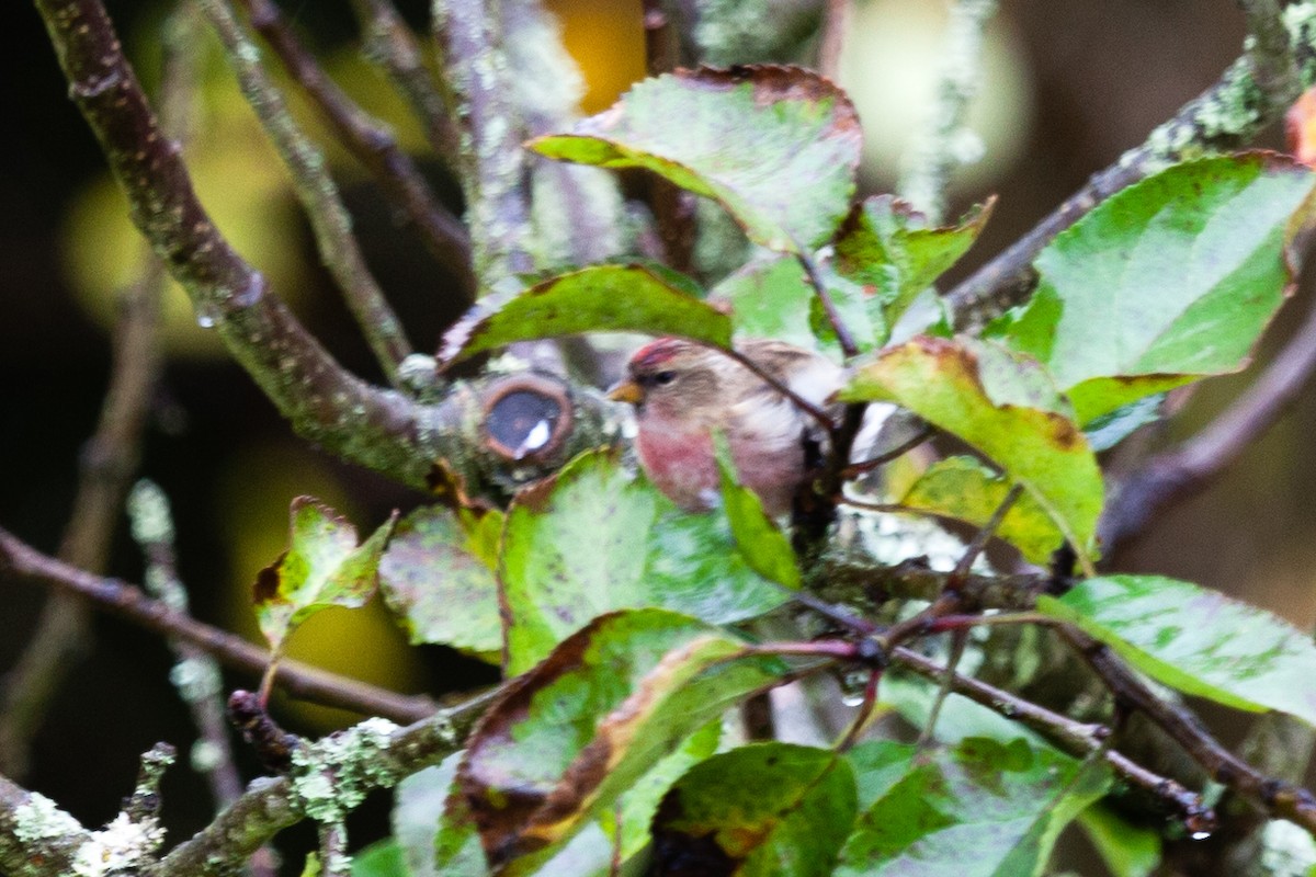 Redpoll (Lesser) - ML645052383