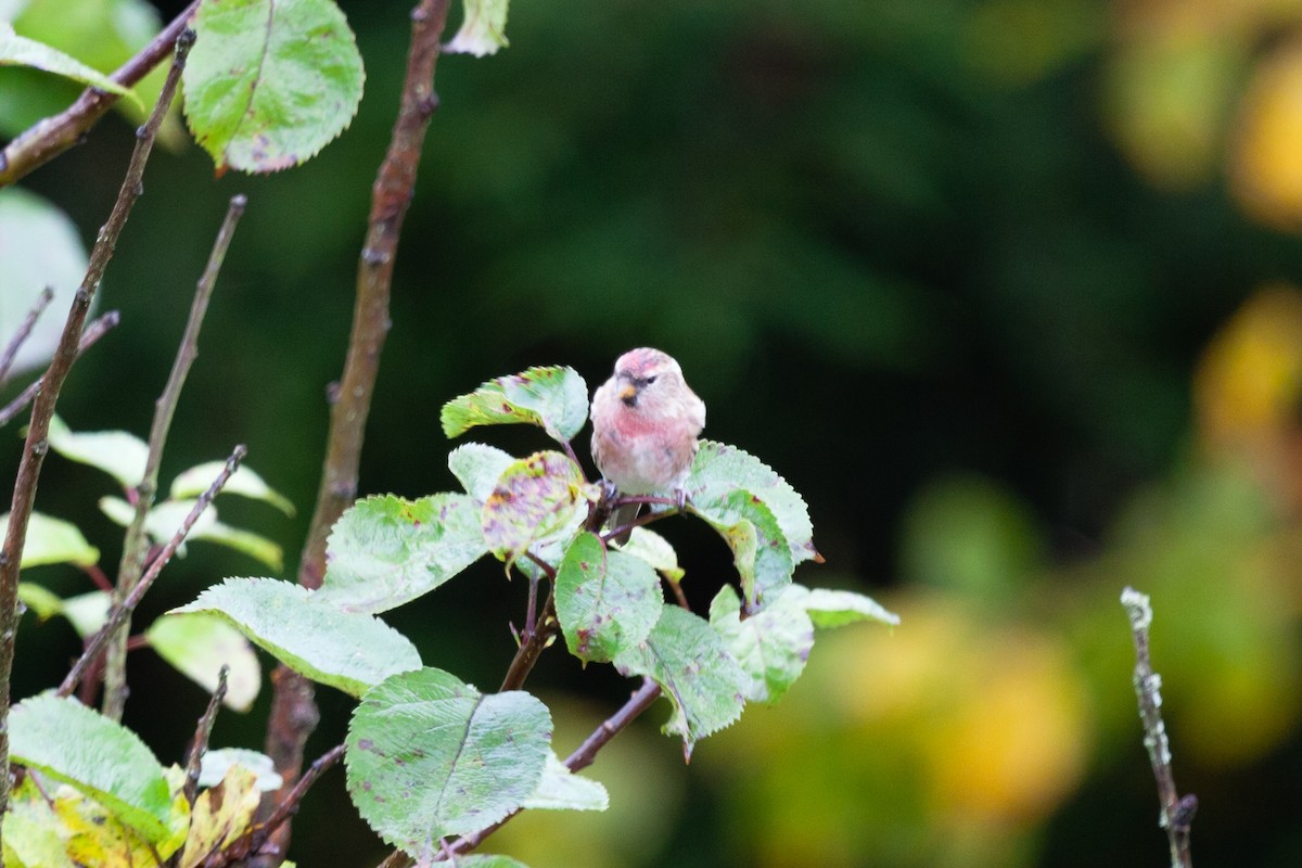 Redpoll (Lesser) - ML645052384
