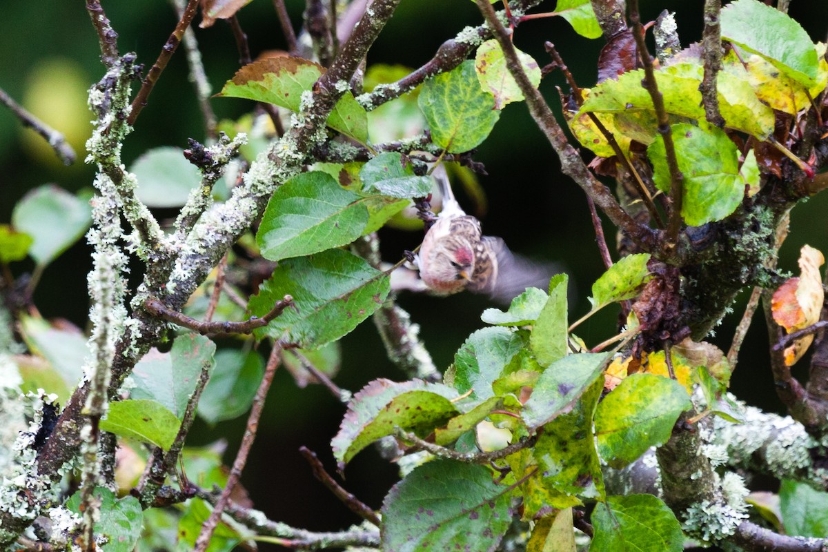 Redpoll (Lesser) - ML645052385