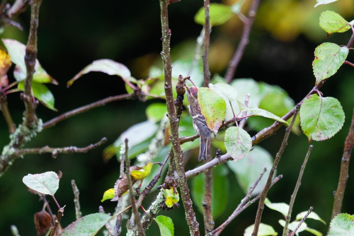 Redpoll (Lesser) - ML645052386