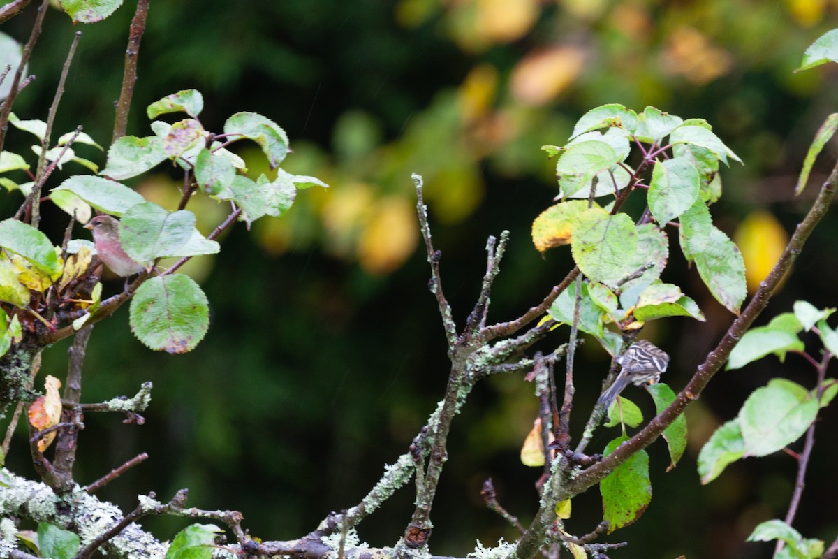Redpoll (Lesser) - ML645052387
