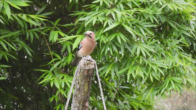 Alakarga - ML645052388