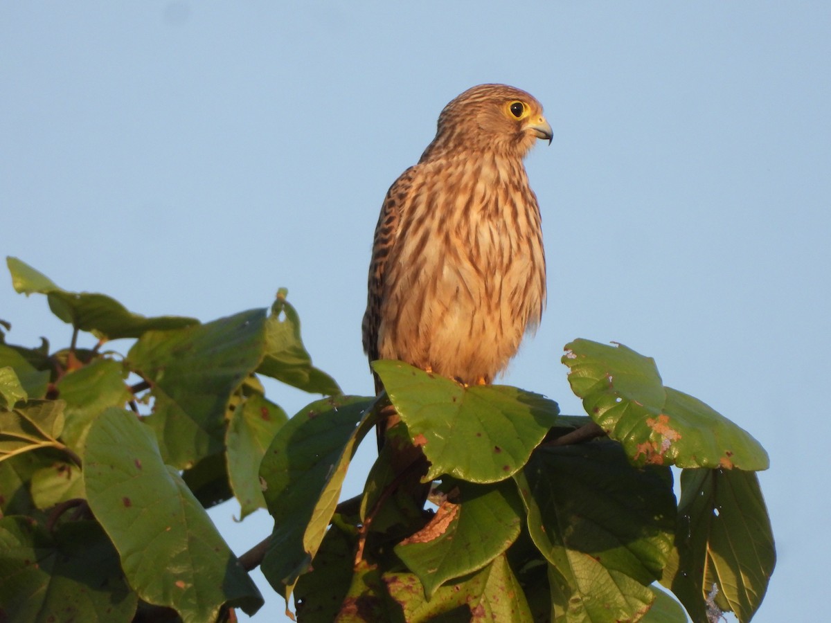 紅隼 - ML645052394