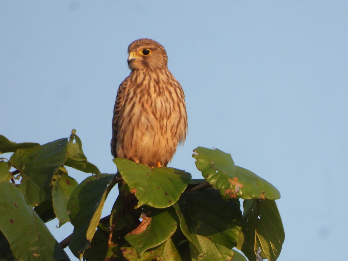 紅隼 - ML645052395