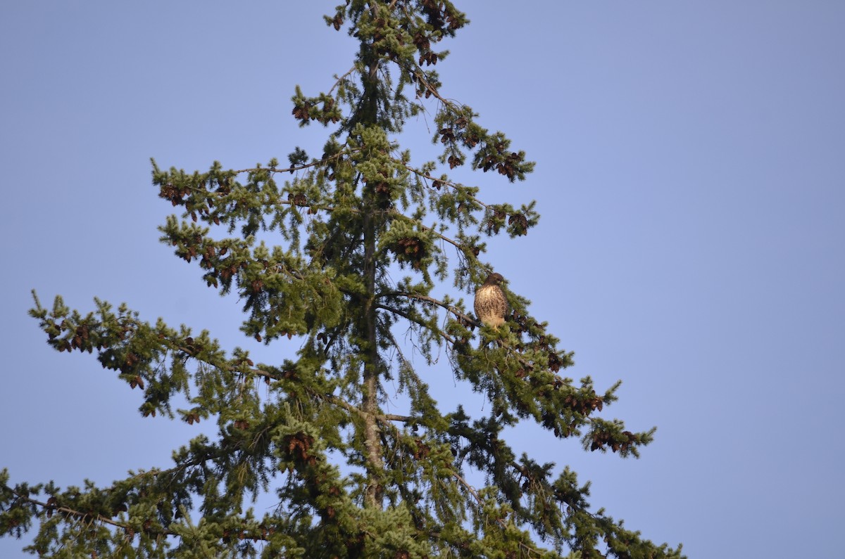 Red-tailed Hawk - ML645052396