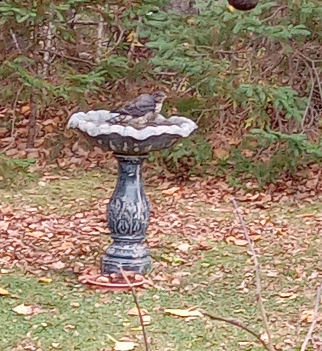 Merlin - ML645052398