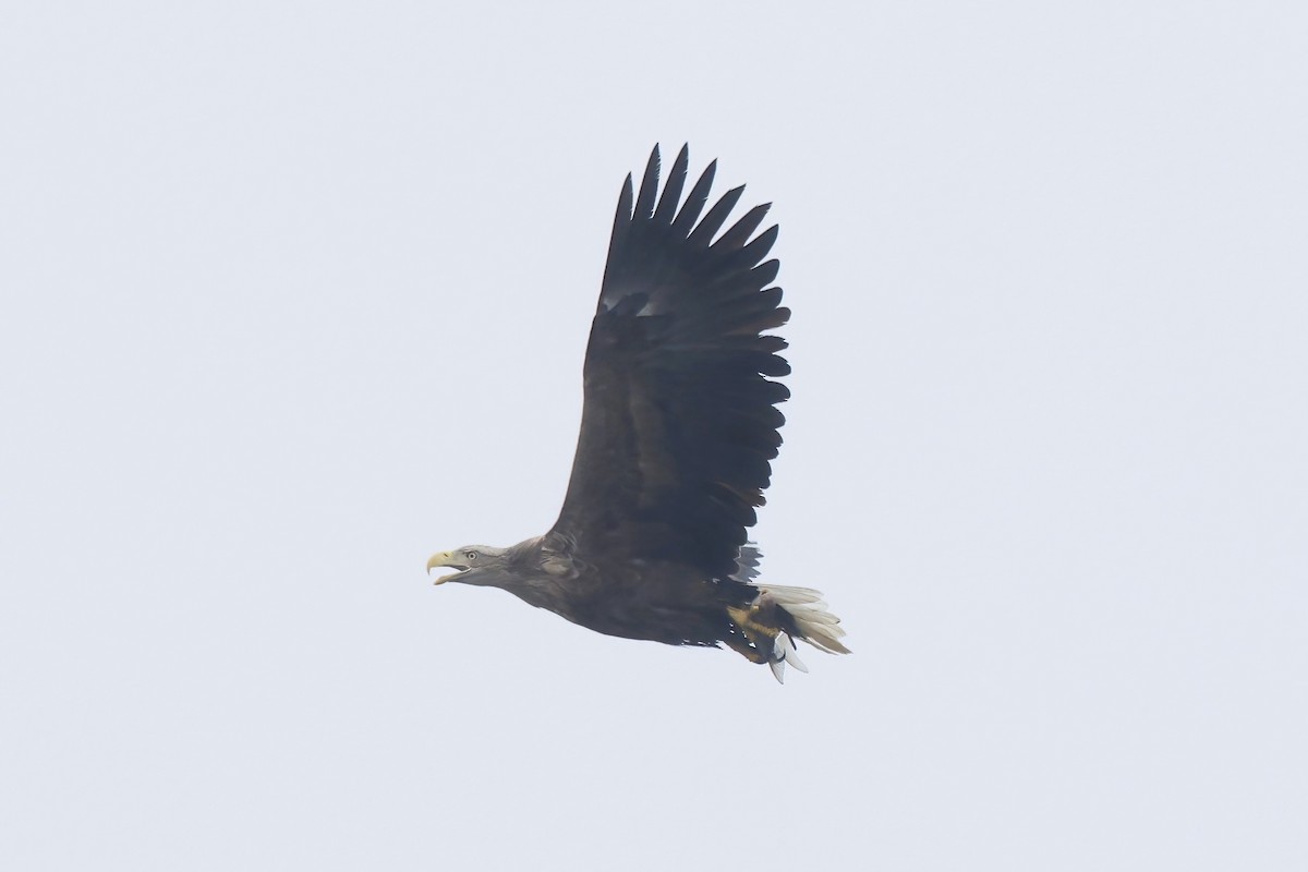 White-tailed Eagle - ML645052399