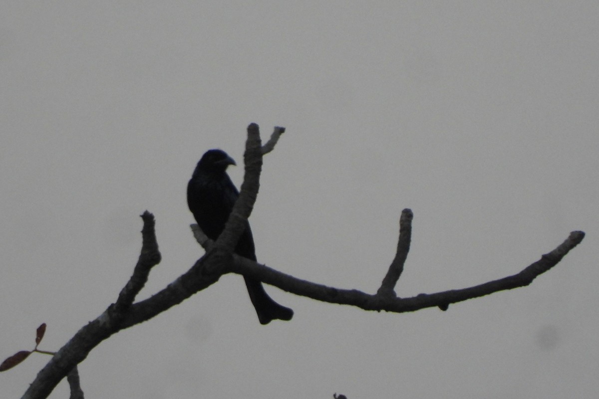 髮冠卷尾 - ML645052402