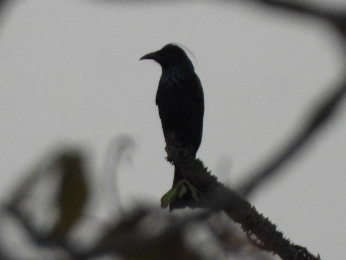 髮冠卷尾 - ML645052403