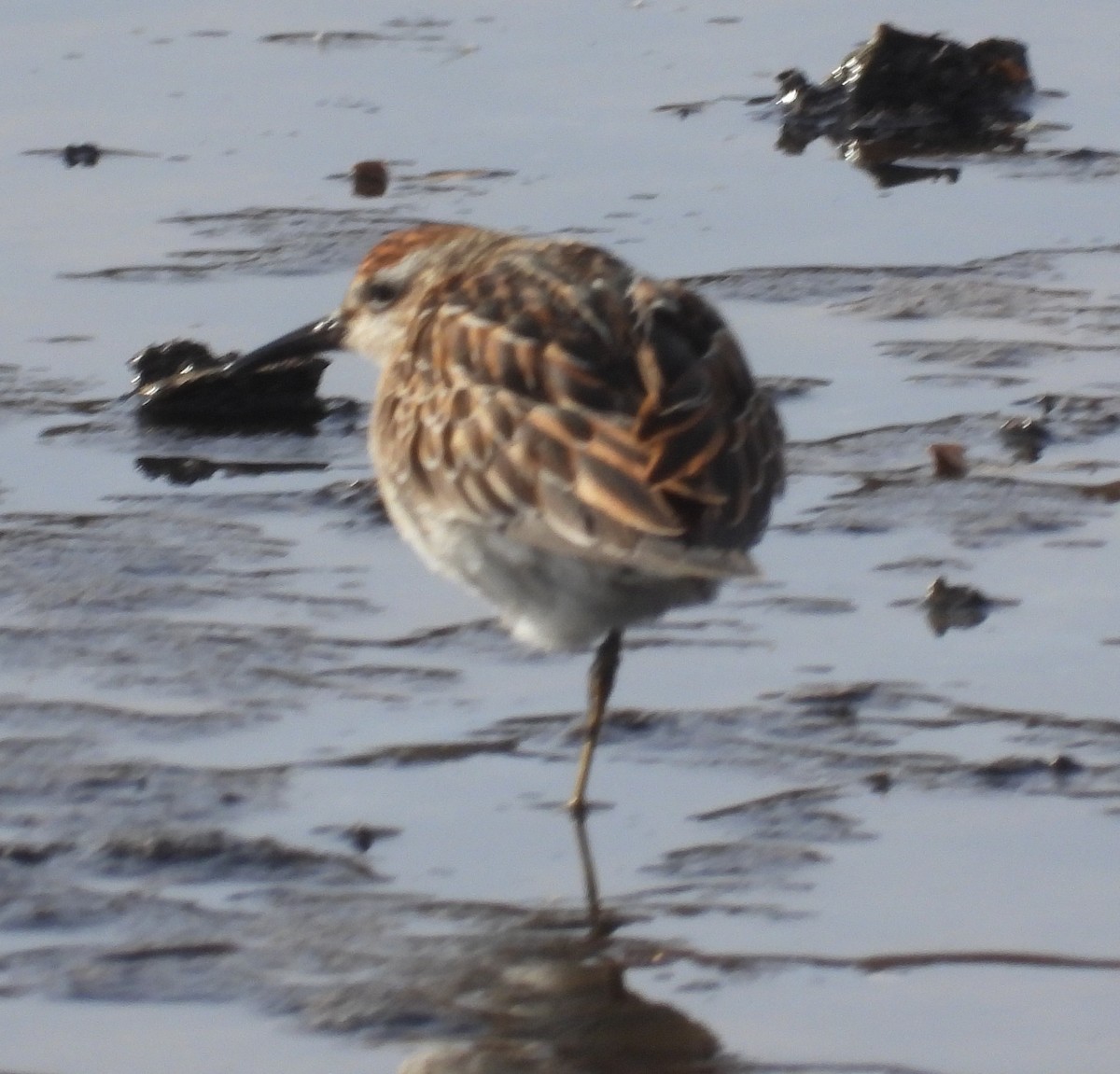 Sharp-tailed Sandpiper - ML645052405
