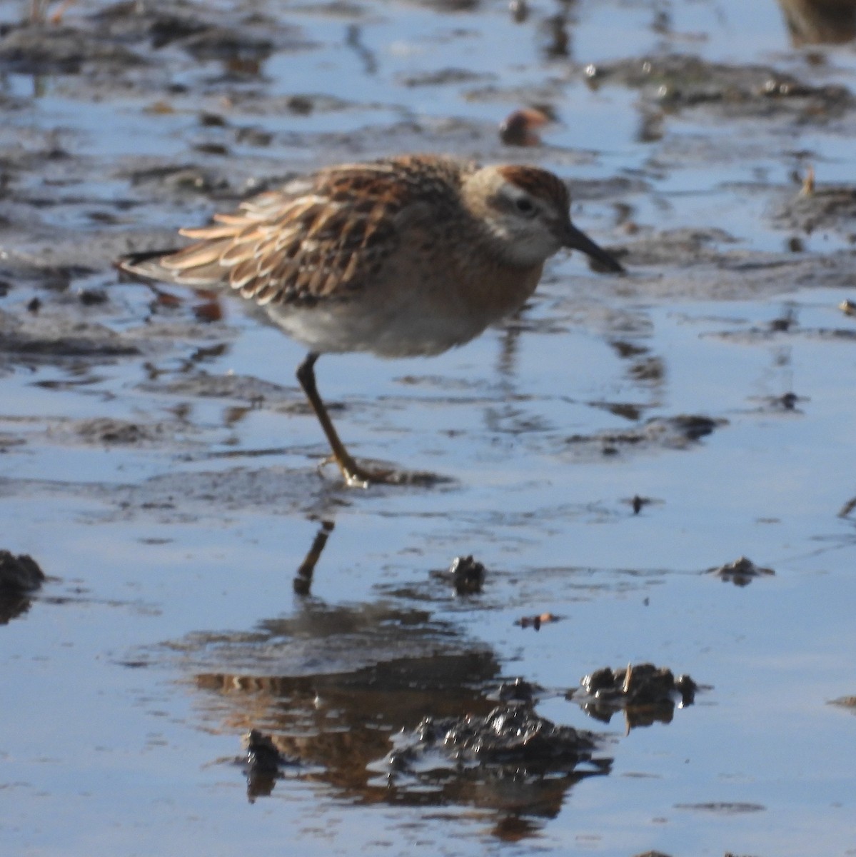 Sharp-tailed Sandpiper - ML645052406