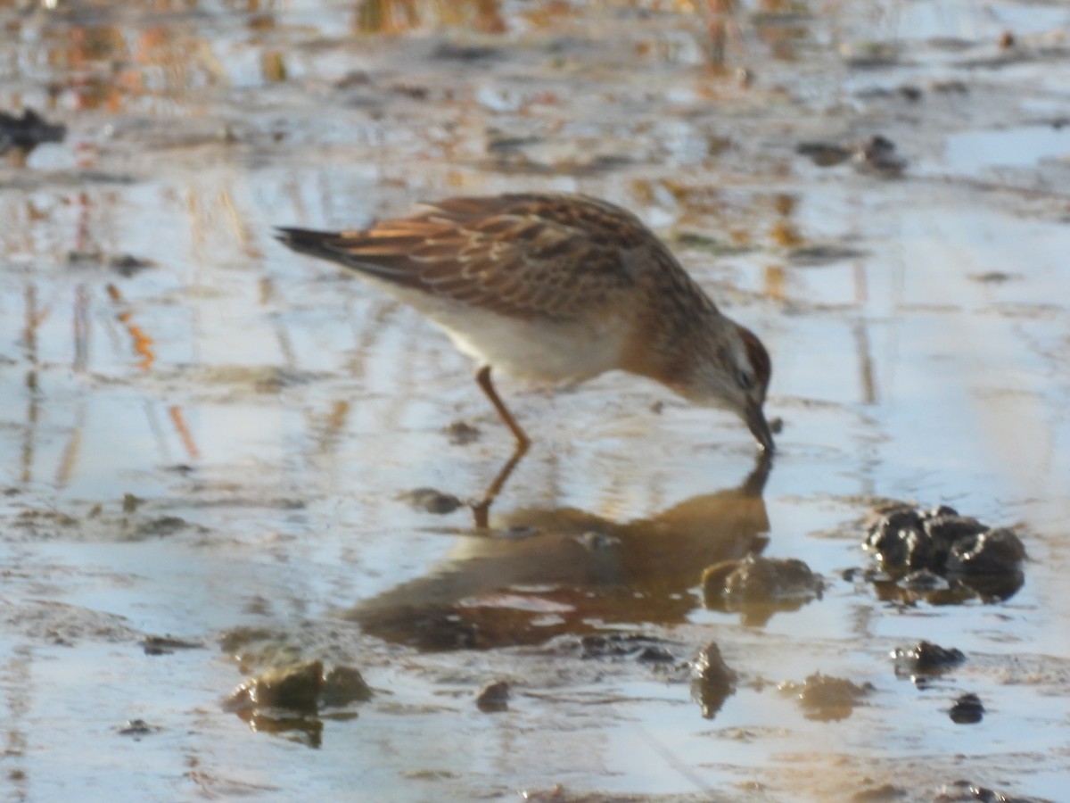 Sharp-tailed Sandpiper - ML645052407