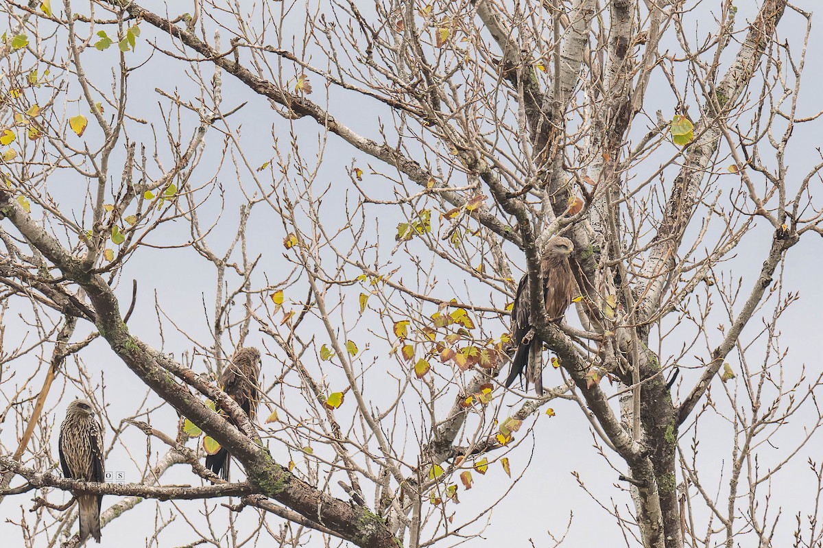 Black Kite - ML645052428