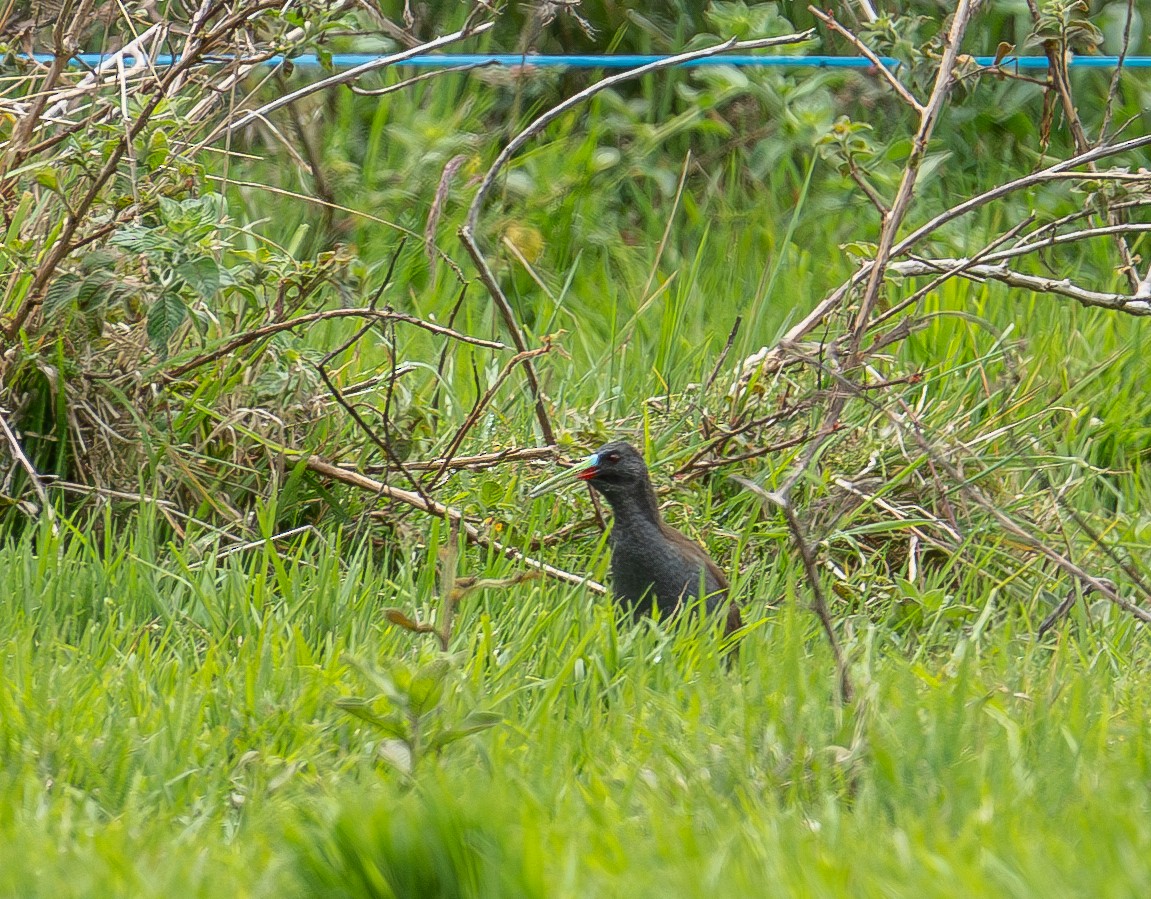 Kurşuni Sukılavuzu - ML645052430