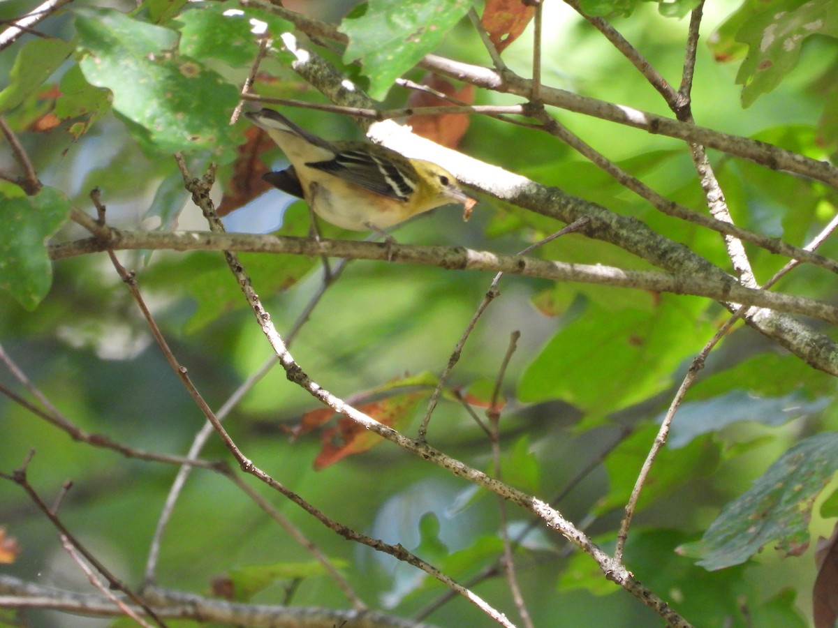 Bay-breasted Warbler - ML645052438