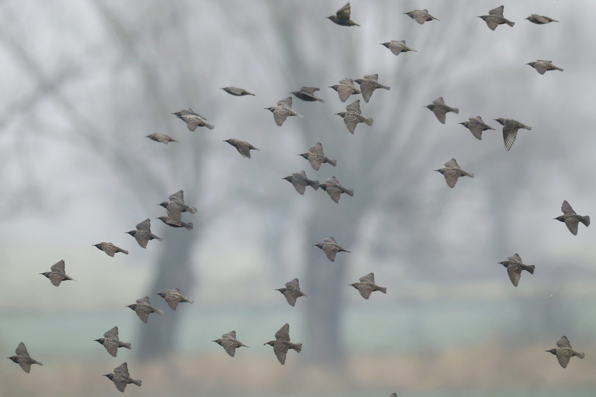 European Starling - ML645052439