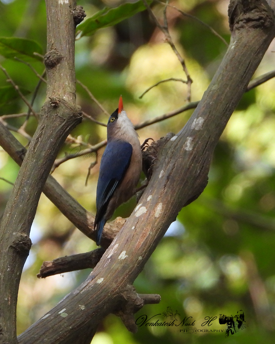 Velvet-fronted Nuthatch - ML645052440