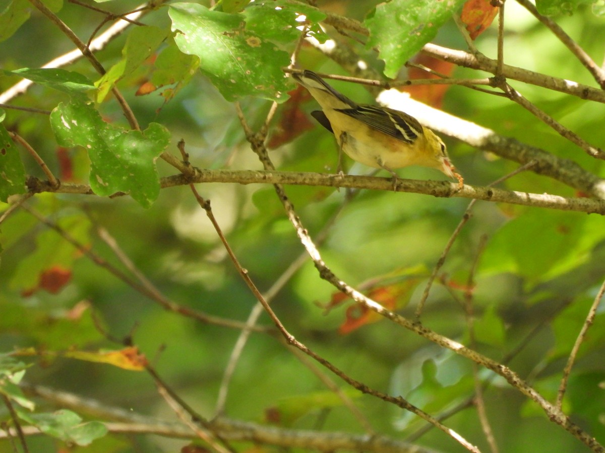 Bay-breasted Warbler - ML645052442