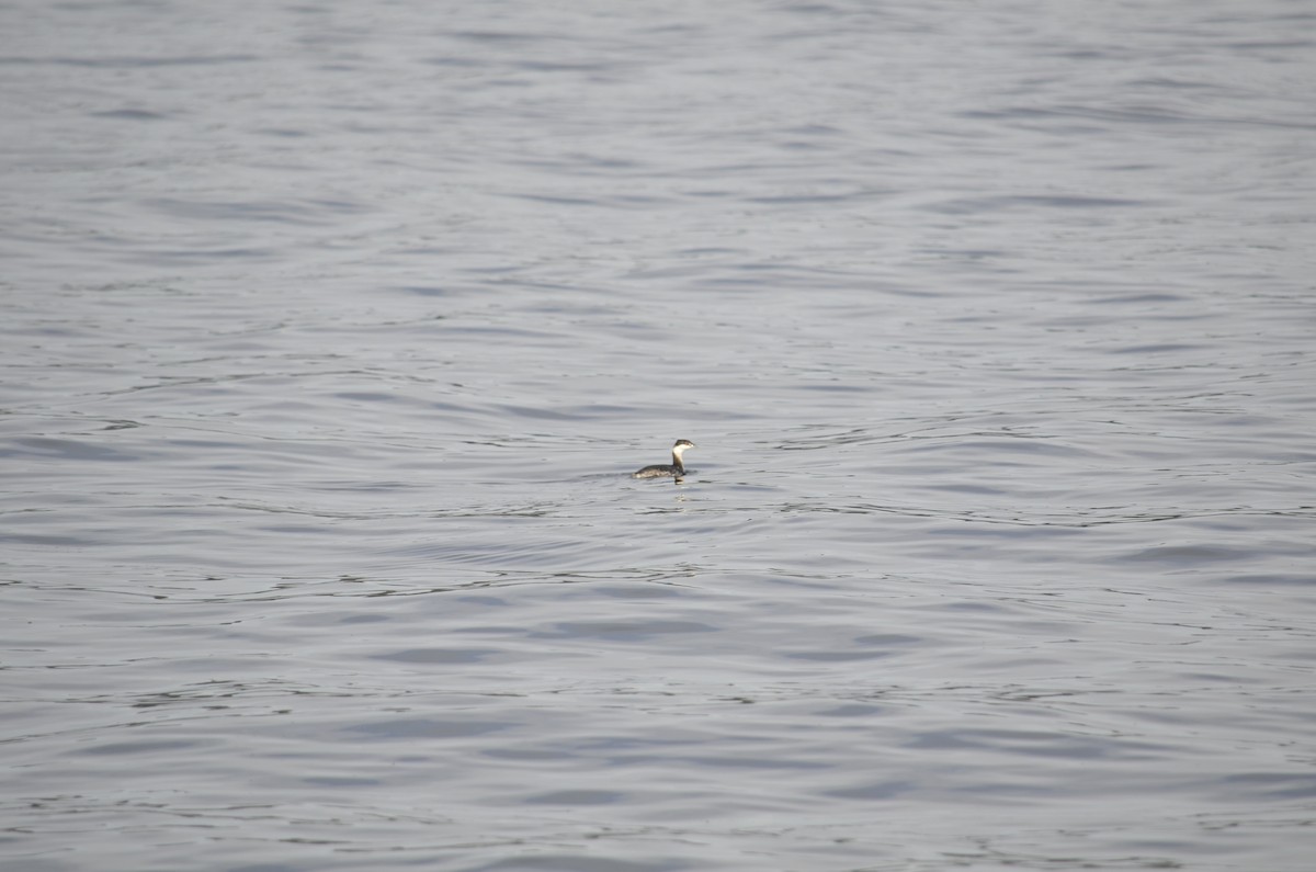 Horned Grebe - ML645052445