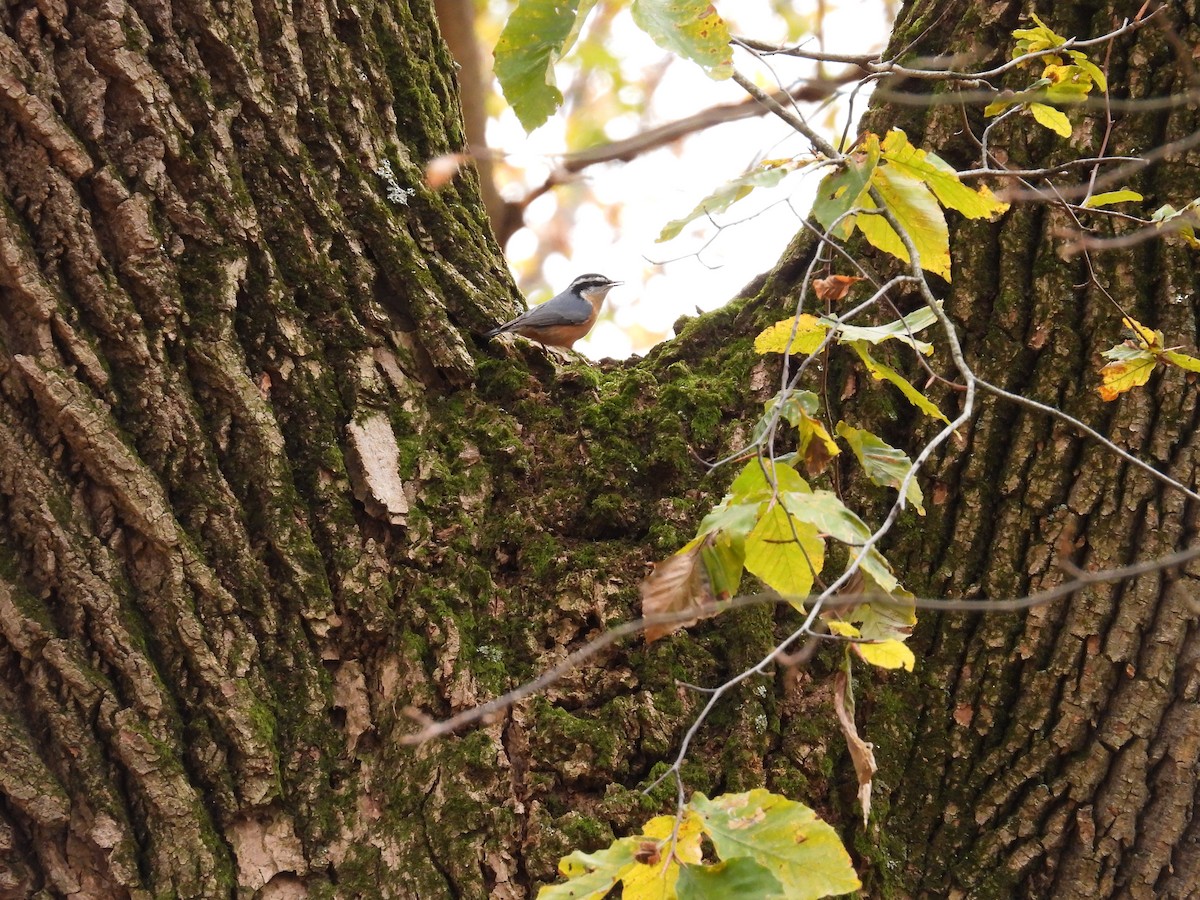 Red-breasted Nuthatch - ML645052465