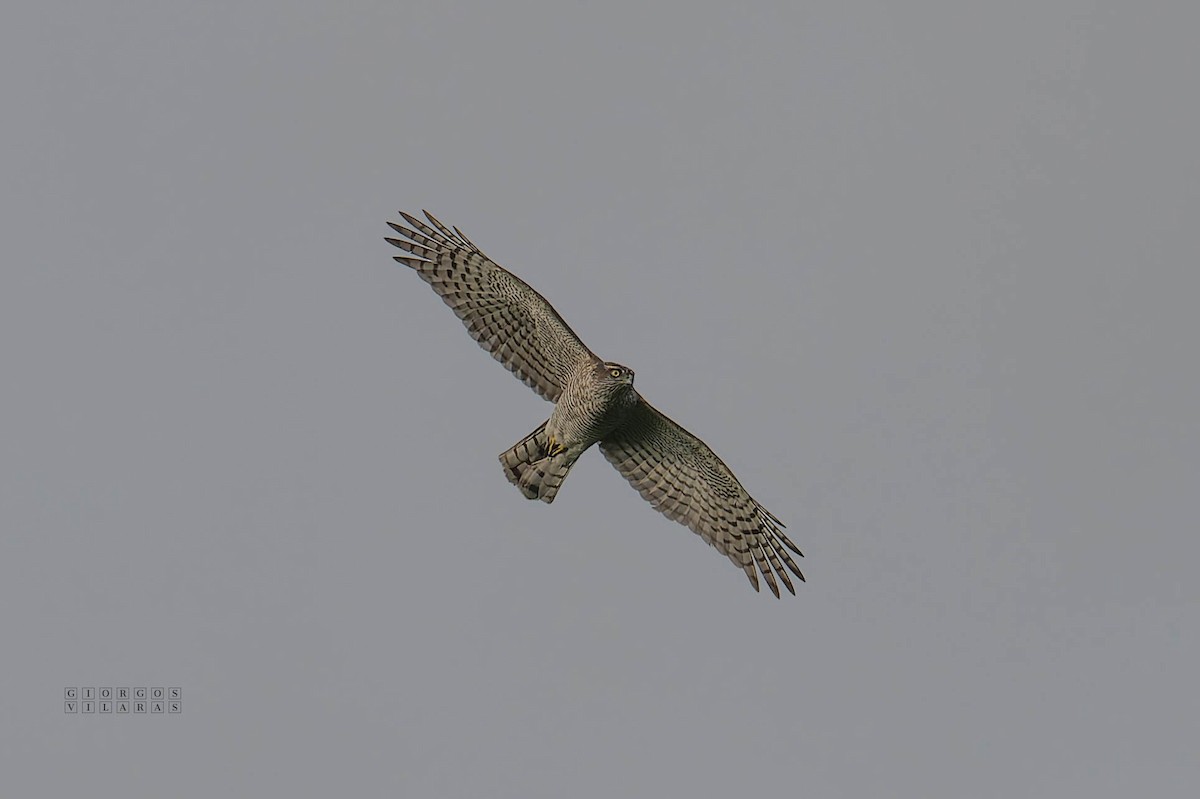 Eurasian Sparrowhawk - ML645052468