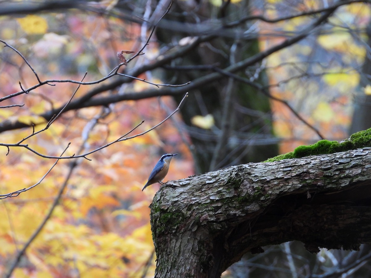 Red-breasted Nuthatch - ML645052469