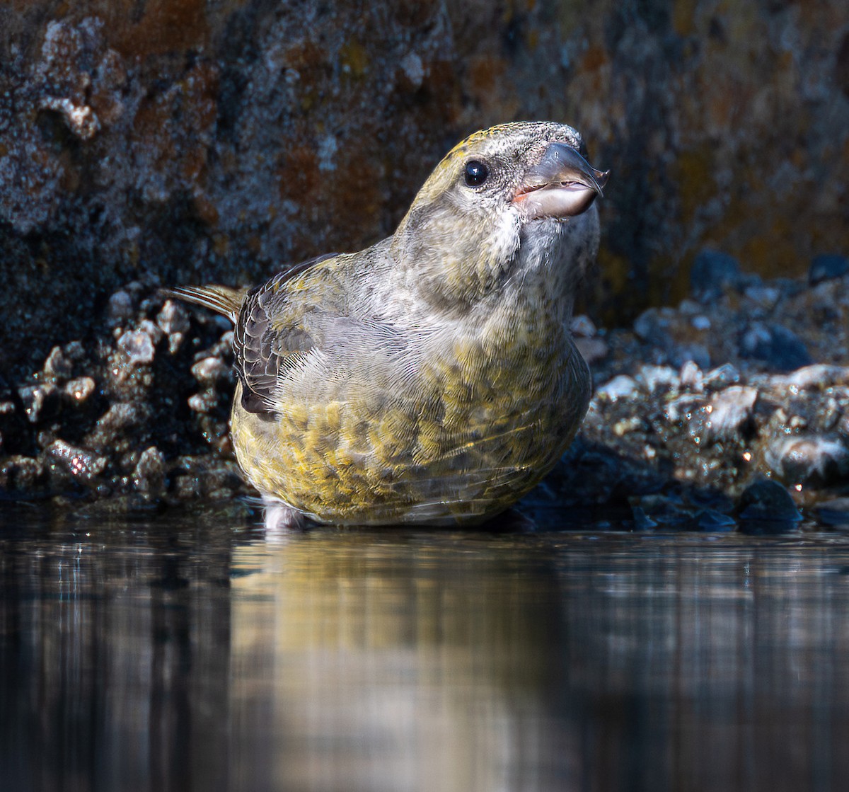 Red Crossbill - ML645052478