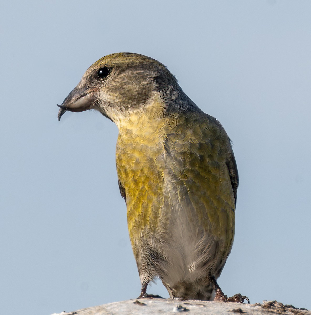 Red Crossbill - ML645052479