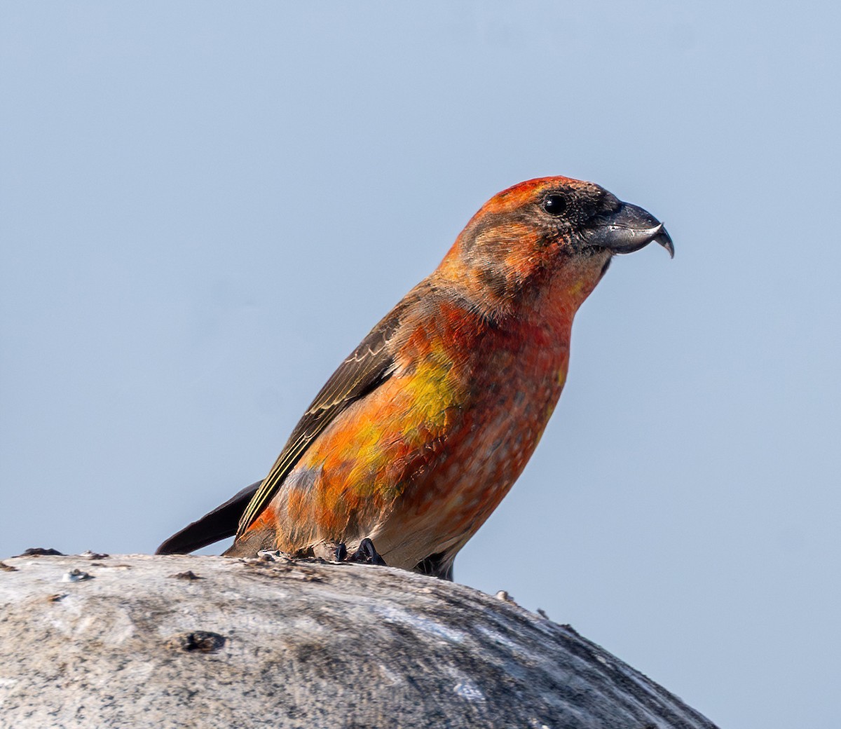 Red Crossbill - ML645052480