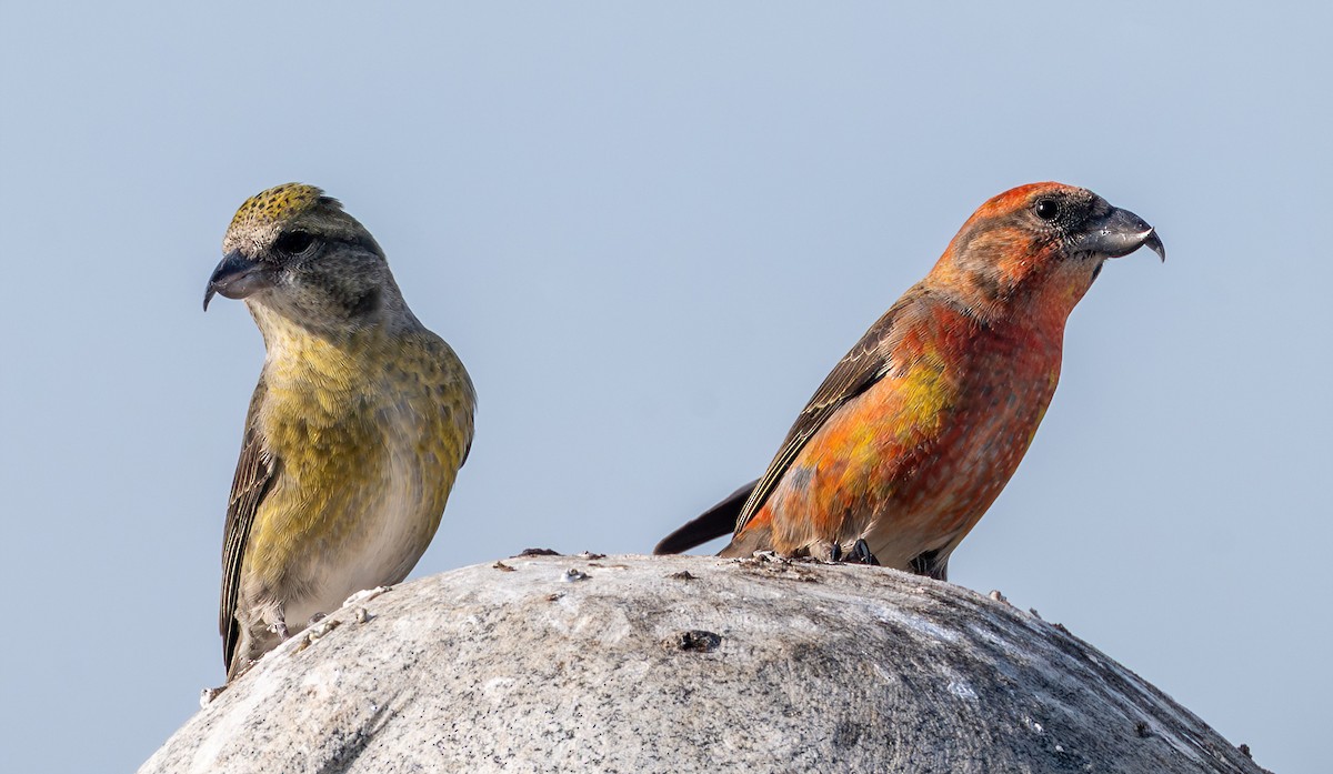 Red Crossbill - ML645052482
