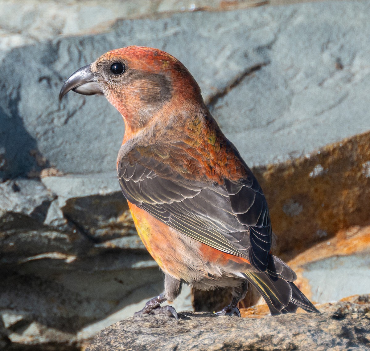 Red Crossbill - ML645052483